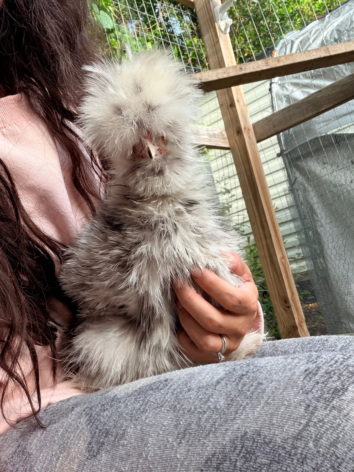 Finding My Calm in the Chaos: Starting My Silkie Breeding Journey